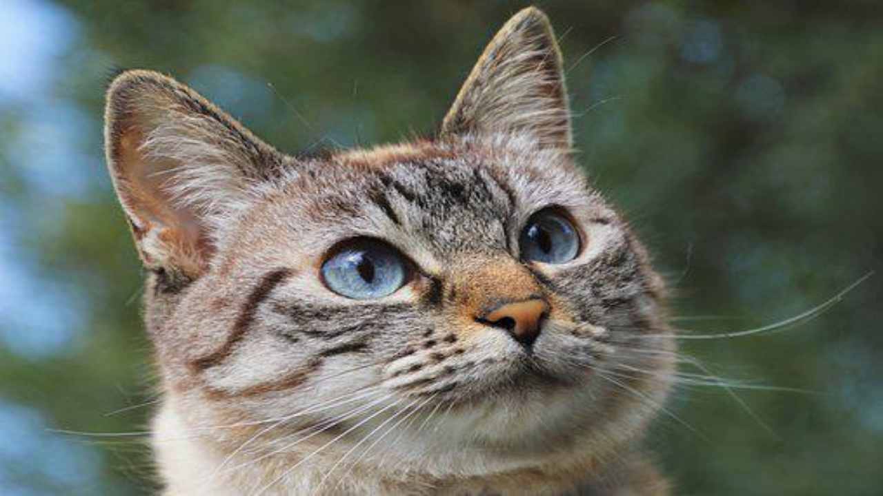 Cani e gatti: ecco come possono salvare vite donando il sangue (pixabay) cilentolive.com 230822