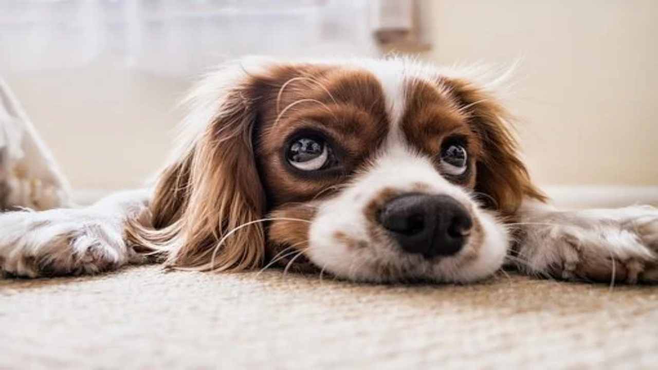 Cani e gatti: ecco come possono salvare vite donando il sangue (pixabay) cilentolive.com 230822