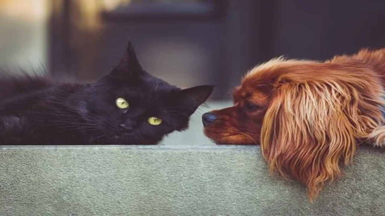 Cani e gatti: ecco come possono salvare vite donando il sangue (pixabay) cilentolive.com 230822