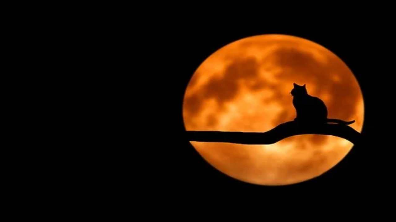 Gatti, la leggenda buddhista ti sorprenderà(pixabay) cilentolive.com 160822