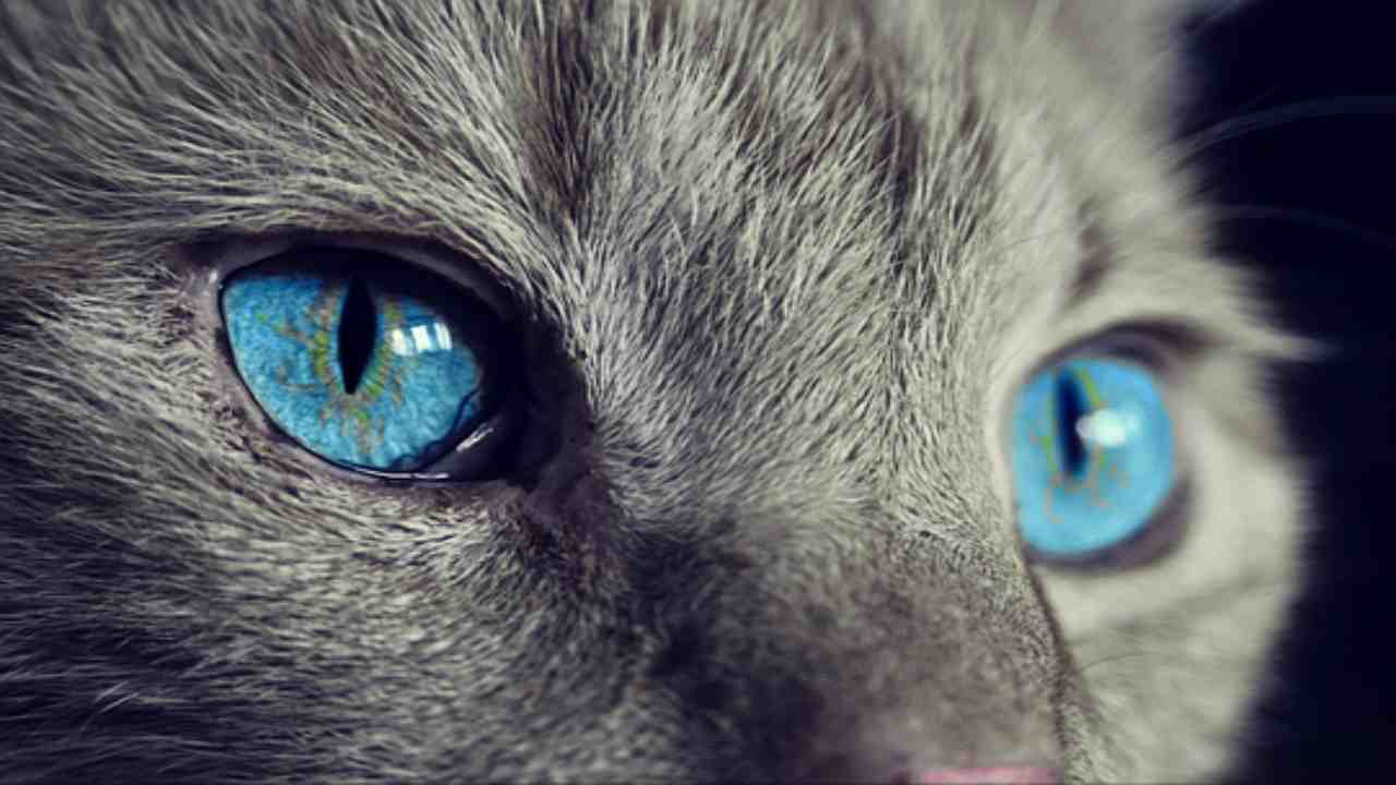 Gatti, la leggenda buddhista ti sorprenderà(pixabay) cilentolive.com 160822