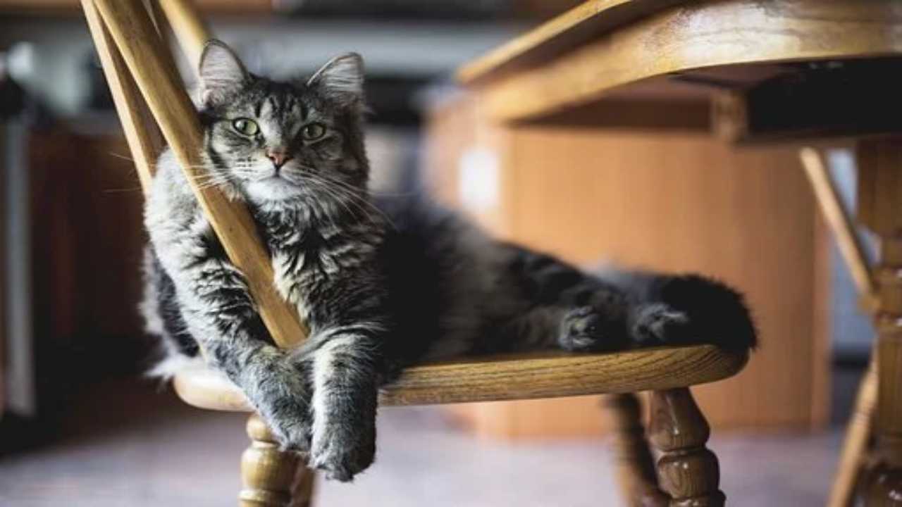 Gatto: ecco cosa vuol dire quando si avvicina (pixabay) - cilentolive.com 080822
