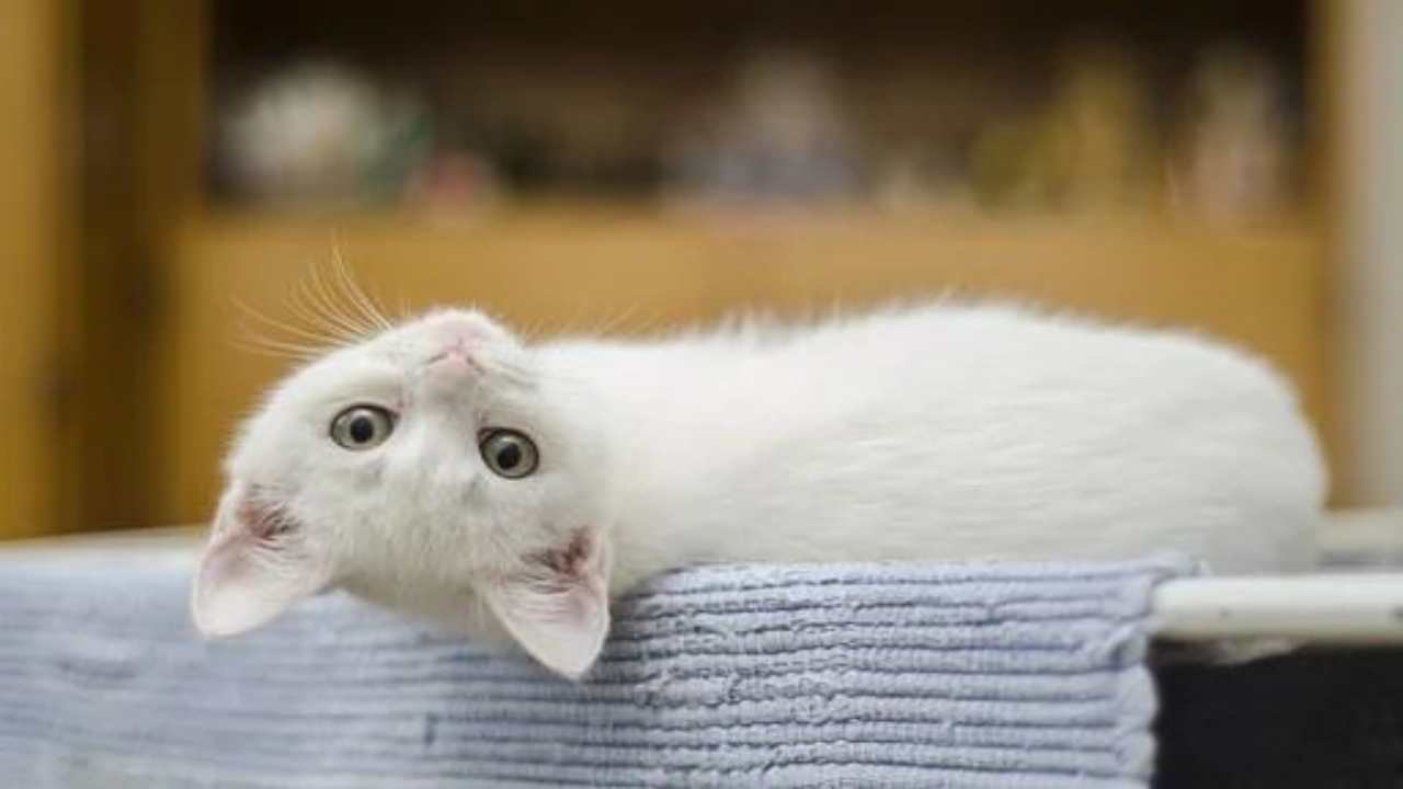 Gatto: ecco cosa vuol dire quando si avvicina (pixabay) - cilentolive.com 080822