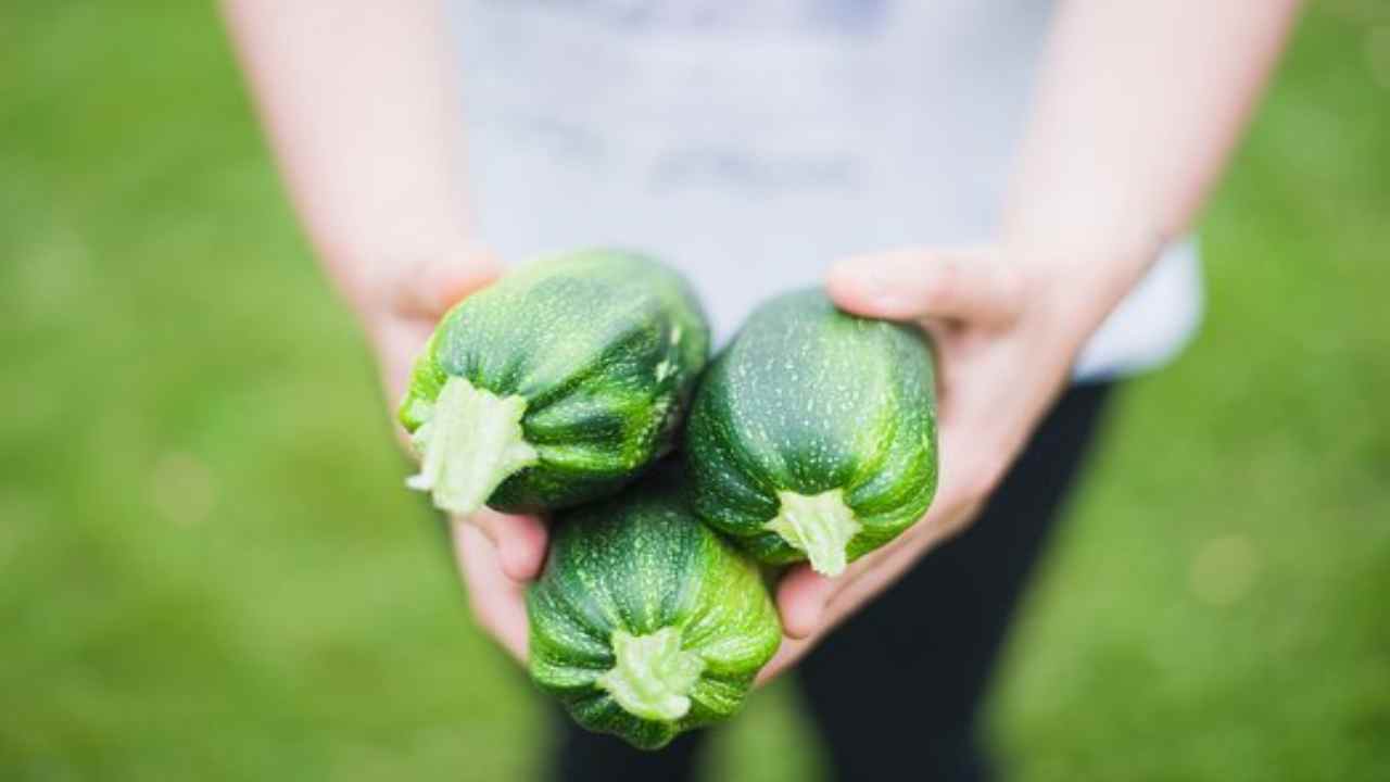 Zucchine, tutte le proprietà e i benefici che non conosci (pixabay) cilentolive.com 280822
