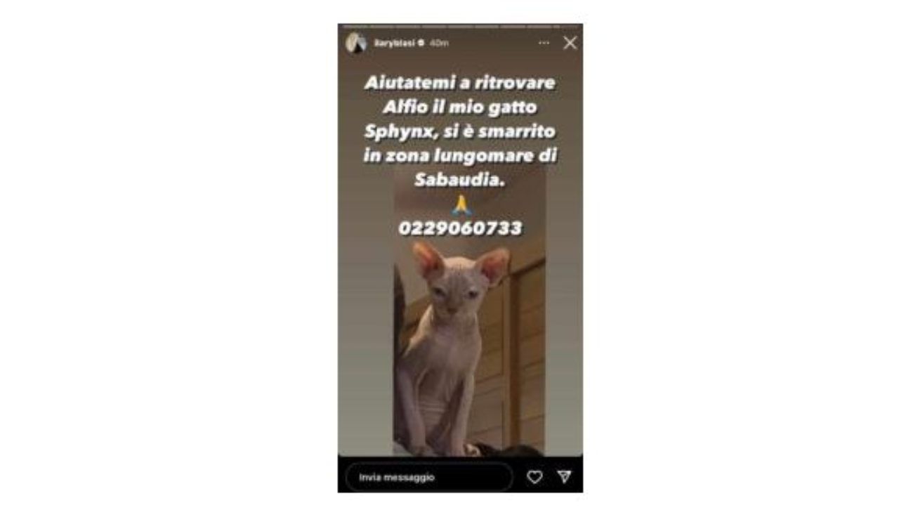 Alfio, gatto Ilary - www.cilentolive.com