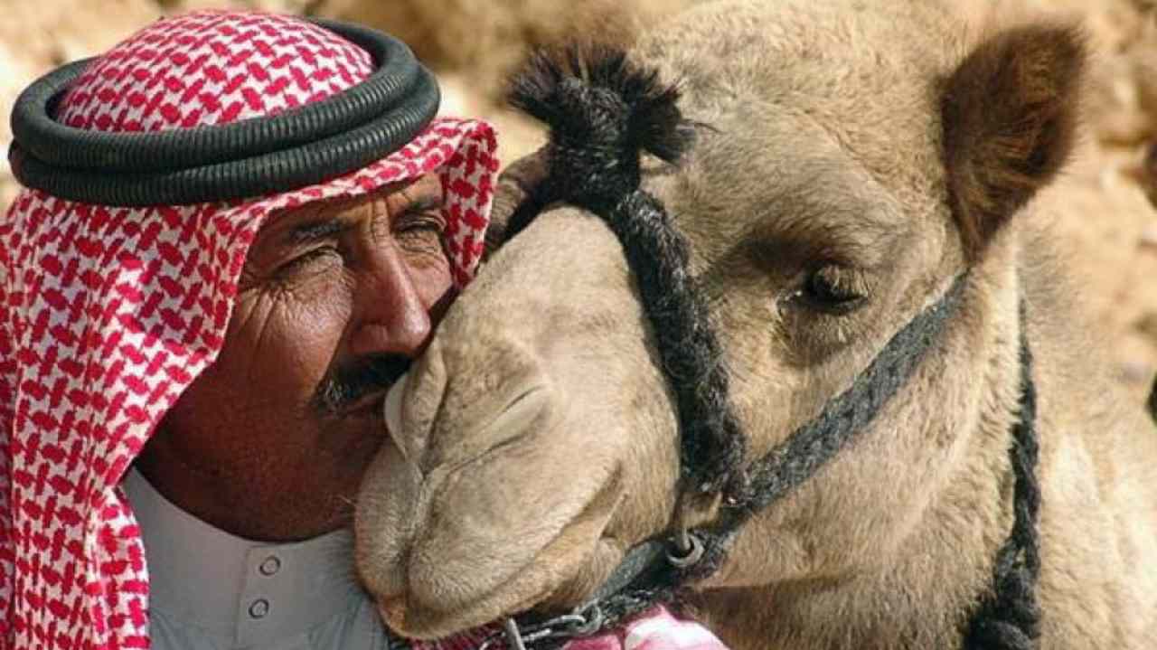 MERS cammelli pandemia - www.cilentolive.com