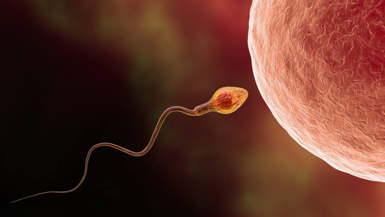 Contraccezione maschile sperma - www.cilentolive.com
