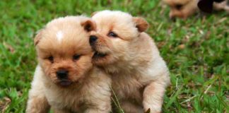 Cani i dieci nomi più scelti