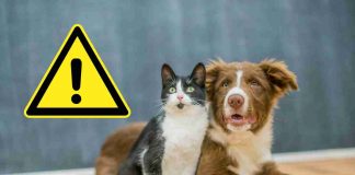 cani e gatti primavera zecche