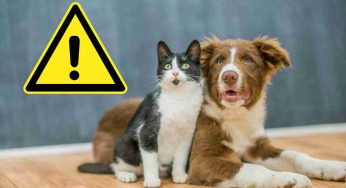 Cani e gatti occhio alla primavera: il trucco per difendersi da zecche e pulci