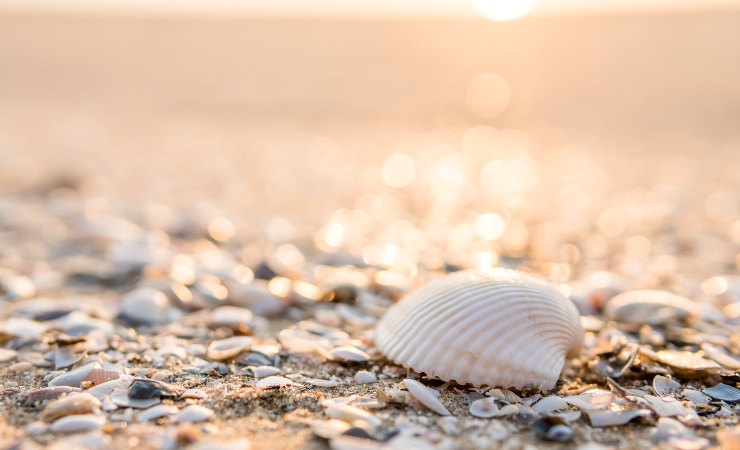 Raccogliere conchiglie in spiaggia è vietato, pena una multa salata