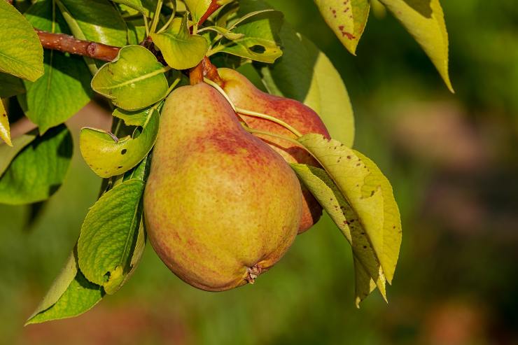 La pera fa bene alla salute: tutti i benefici 