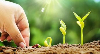 Le piante in giardino cresceranno velocissime con questi trucchi | Mettono il turbo e crescono a vista