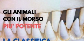 animali con morso più potente