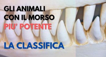 Gli animali con il morso più potente, una classifica da paura: ecco quali sono
