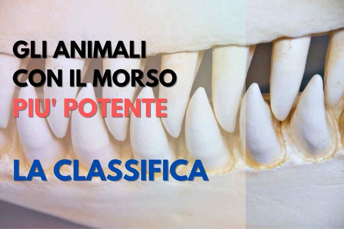 animali con morso più potente