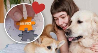 Assicurazione per animali domestici: come si può stipularla