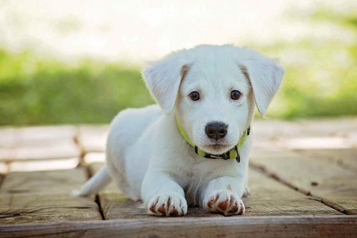 assicurazione animali domestici cucciolo