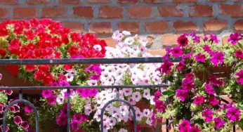 Sei scarso nel giardinaggio? Ecco la soluzione per te, queste piante sono a prova di scemo