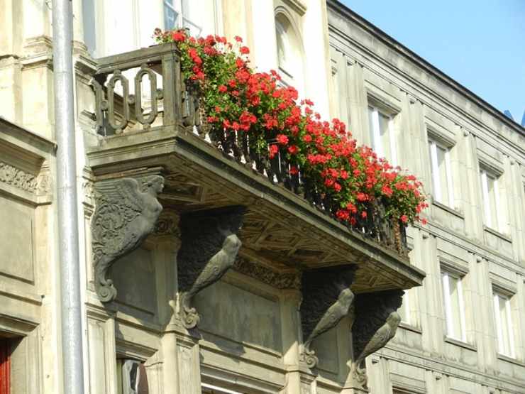 Fiori e piante per un balcone splendido senza lavoro