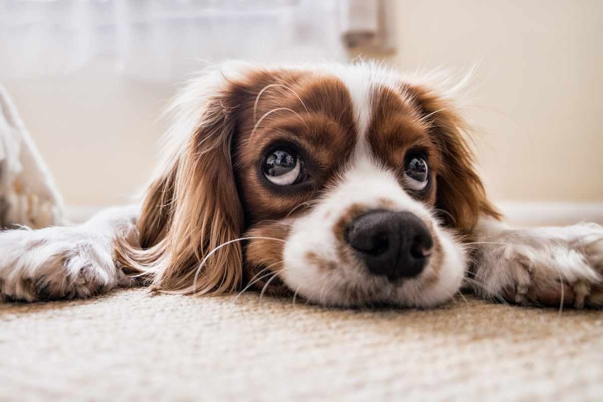 Perché il cane ha gli occhi lucidi