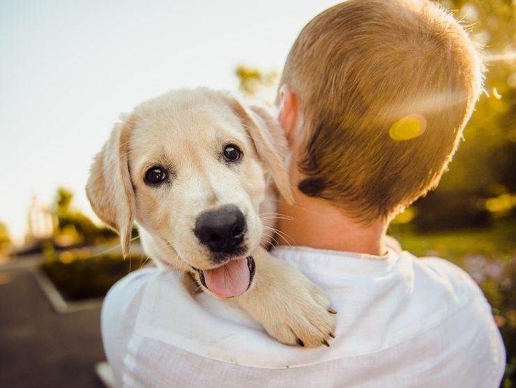 Il significato degli occhi lucidi del cane