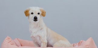 cane movimento rotatorio prima di accucciarsi