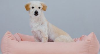 Sapete perché il cane si gira prima di accucciarsi? Fateci caso
