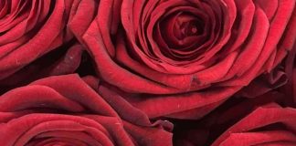 test rose coccinella