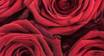 Tra le rose si nasconde una coccinella: non tutti riescono a trovarla, vediamo se tu sei in grado
