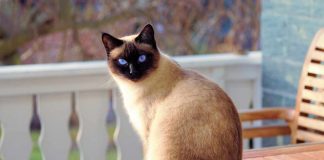 Artrite nei gatti attenzione ai movimenti