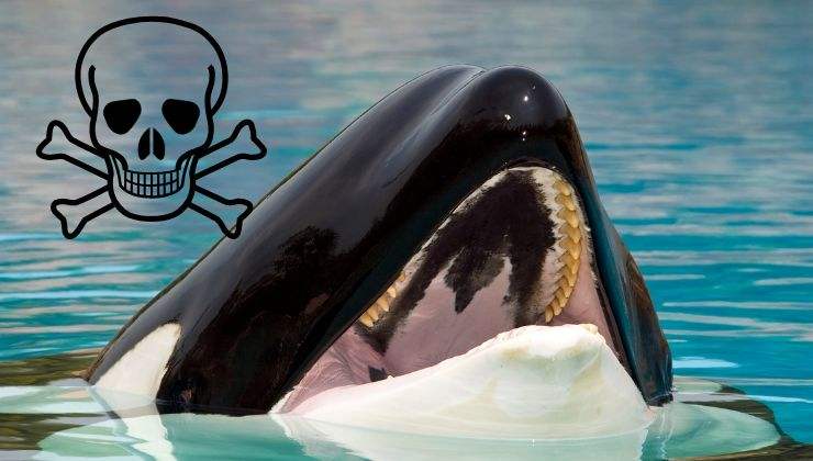 orca morso più potente