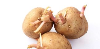 patate trucco germogliare