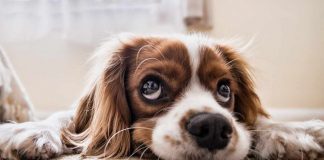 Occhi lucidi del cane comunicare