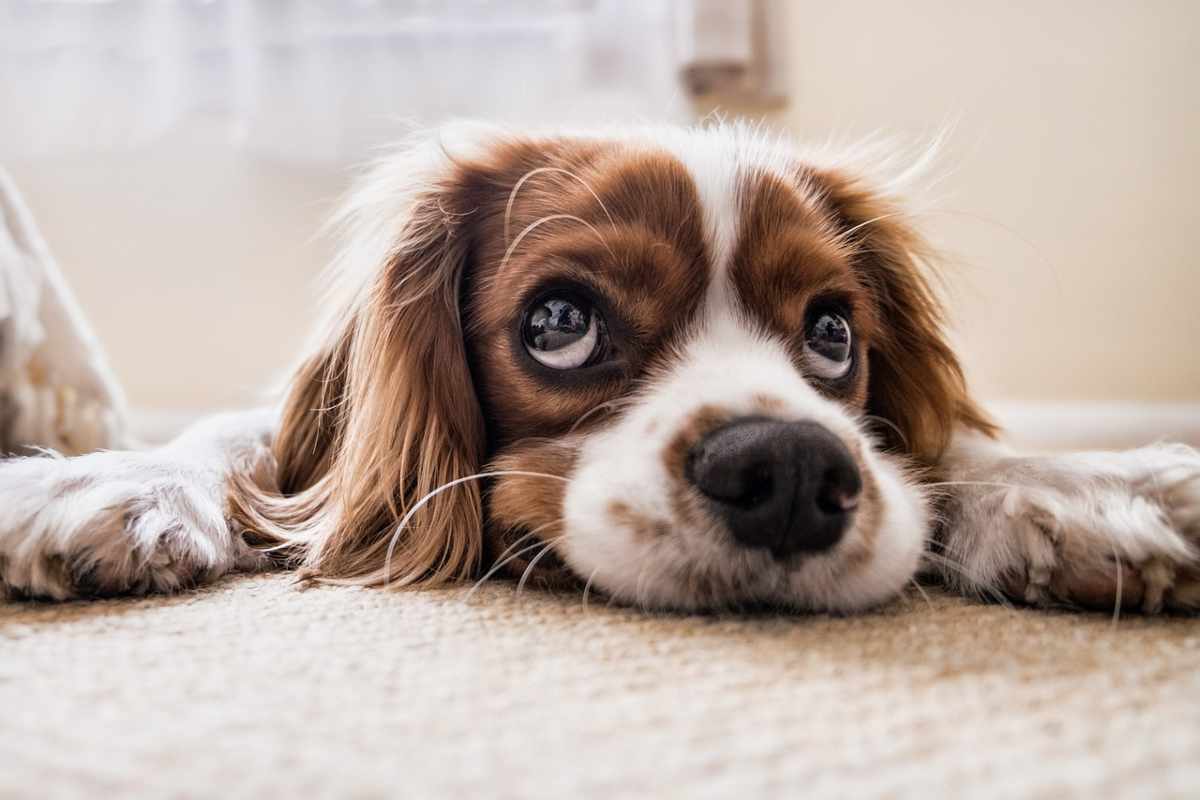 Occhi lucidi del cane comunicare