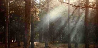 test fungo nel bosco