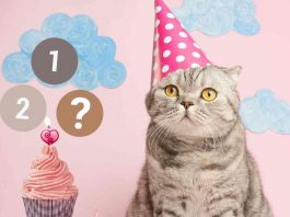 Come calcolare l'età di un gatto in anni umani