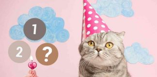 Come calcolare l'età di un gatto in anni umani