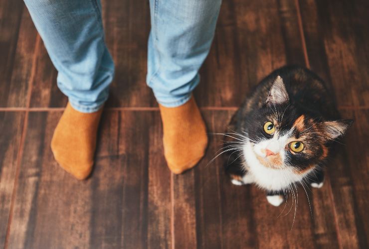 Come calcolare l'età di un gatto in anni umani