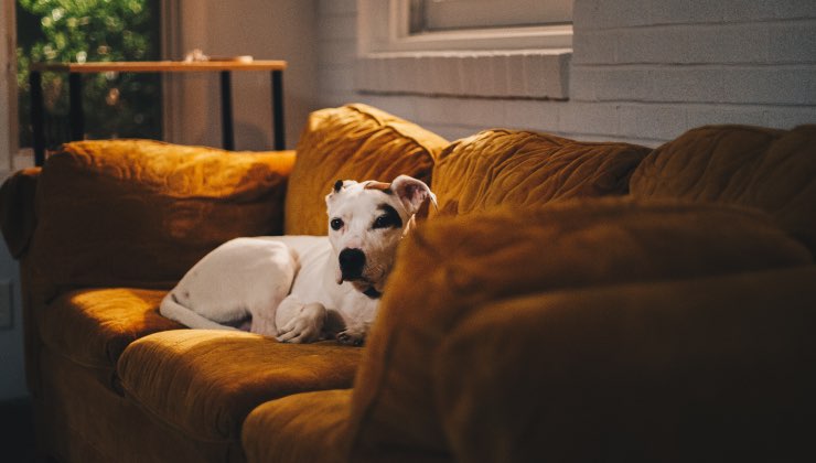 Con questi trucchi dovreste risolvere il problema dell'odore di cane in casa