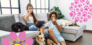 Odore del cane in casa