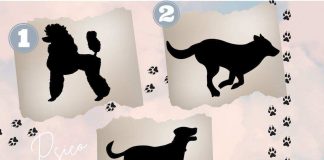 test personalità cane