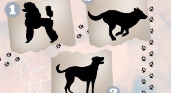 Quale cane saresti? La scelta parla molto della tua personalità nascosta